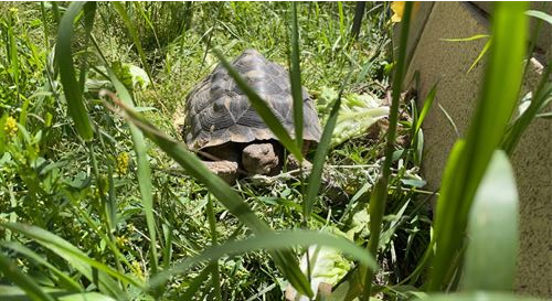 tortoise