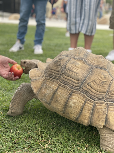 tortoise